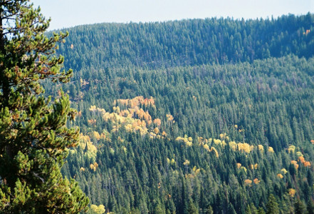 [View of treed hillside with a few yellow-leafed aspens mixed witth the evergreens.]